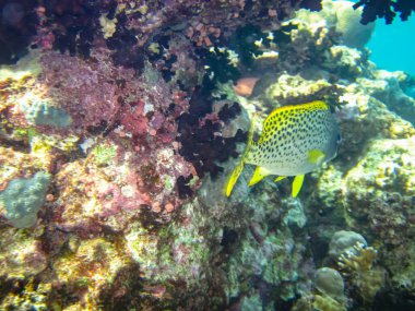 Plectorhinchus, Kızıl Deniz 'in dev mercan resiflerinde yaşayan bir balık cinsidir. Deniz altı dünyası. Deniz balığı..