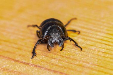 Siyah böcek Kravchik ya da Lethrus 'un makro fotoğrafı