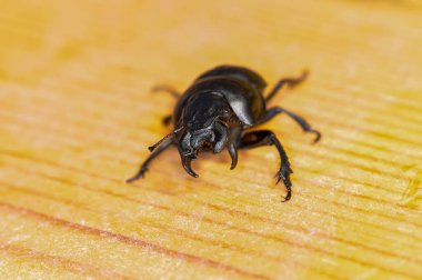 Macro photo of black beetle Kravchik or Lethrus clipart