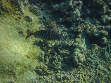 Kızıl Deniz 'in mercan resiflerindeki güzel balıklar. Deniz altı dünyası. Deniz balığı..