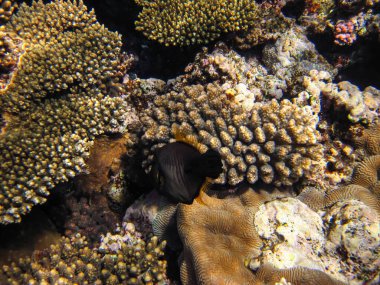 Kızıl Deniz 'in mercan resiflerindeki güzel balıklar. Deniz altı dünyası. Deniz balığı..