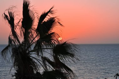 Kızıl Deniz ufkunda gün batımına karşı palmiye ağacı halesi.