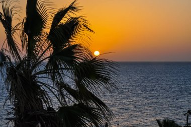 Kızıl Deniz ufkunda gün batımına karşı palmiye ağacı halesi.