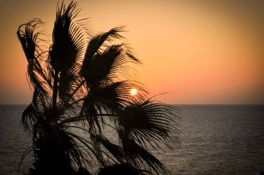 Kızıl Deniz ufkunda gün batımına karşı palmiye ağacı halesi.
