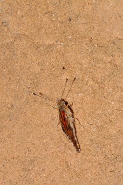 Devedikeni, devedikeni ya da Vanessa Cardui makro fotoğrafı. Güzel kelebek.