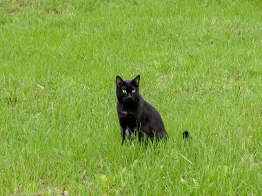 Kharkov 'da bir şehir parkında siyah, pürüzsüz saçlı bir kedi yürüyor..