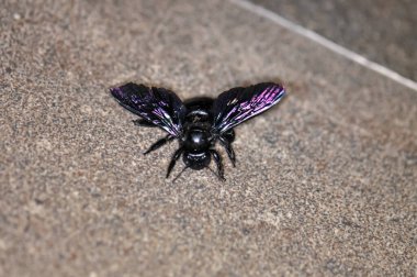 A purple carpenter bee, or a purple carpenter bumblebee, or Xylocopa violacea sits on the floor. Macro photo of an insect. clipart