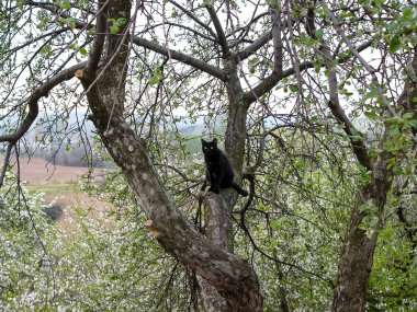 Sokakta poz veren güzel siyah bir kedinin portresi..
