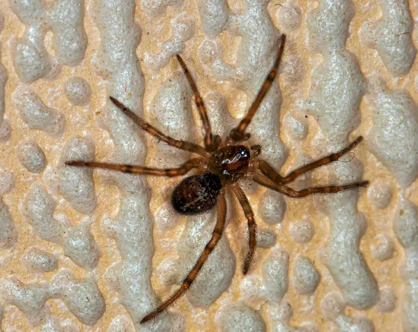 stock image Agelenopsis aperta or desert grass spider, macro photo.