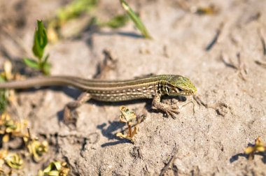 Açık havada gri-yeşil bir kertenkele portresi