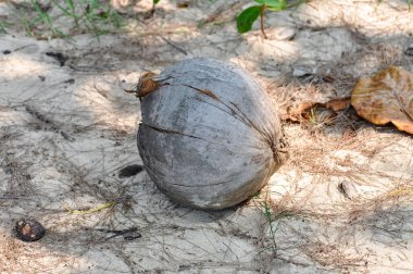 Hindistan cevizleri bir palmiye ağacının altında yerde yatıyor.