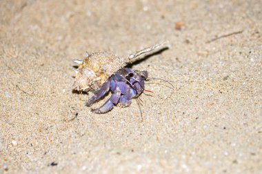 Tayland 'daki Phuket Adası' ndaki okyanus sahilinde güzel kabuklu bir keşiş yengeci yürüyor..