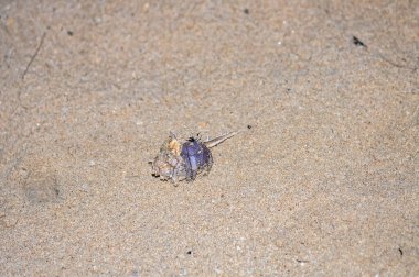 Tayland 'daki Phuket Adası' ndaki okyanus sahilinde güzel kabuklu bir keşiş yengeci yürüyor..