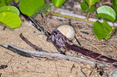 Tayland 'daki Phuket Adası' ndaki okyanus sahilinde güzel kabuklu bir keşiş yengeci yürüyor..