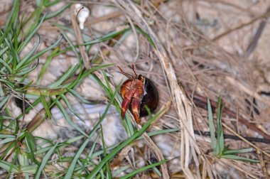 Tayland 'daki Phuket Adası' ndaki okyanus sahilinde güzel kabuklu bir keşiş yengeci yürüyor..