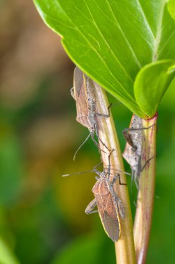 Pentatomomorpha Tayland 'daki Phuket Adası' nda yeşil bir dala oturmuş.