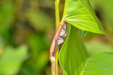 Pentatomomorpha Tayland 'daki Phuket Adası' nda yeşil bir dala oturmuş.