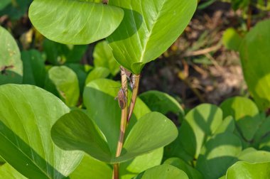 Pentatomomorpha Tayland 'daki Phuket Adası' nda yeşil bir dala oturmuş.