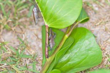 Pentatomomorpha Tayland 'daki Phuket Adası' nda yeşil bir dala oturmuş.