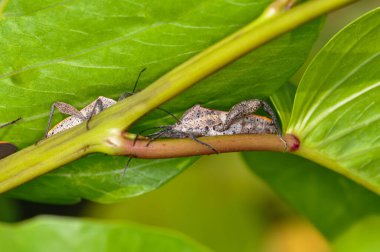 Pentatomomorpha Tayland 'daki Phuket Adası' nda yeşil bir dala oturmuş.