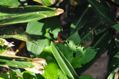 Tayland 'daki Phuket Adası' nda yeşil bir şubede oturan nörofiler sonlandırılıyor.