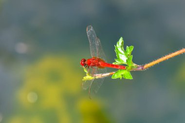 Tayland 'daki Phuket Adası' nda yeşil bir şubede oturan nörofiler sonlandırılıyor.