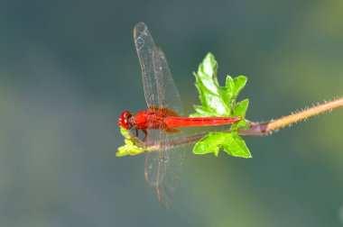 Tayland 'daki Phuket Adası' nda yeşil bir şubede oturan nörofiler sonlandırılıyor.