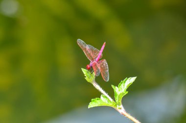 Tayland 'daki Phuket Adası' nda yeşil bir şubede oturan nörofiler sonlandırılıyor.