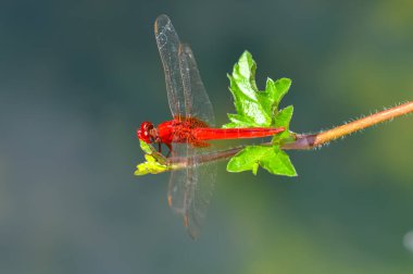 Tayland 'daki Phuket Adası' nda yeşil bir şubede oturan nörofiler sonlandırılıyor.