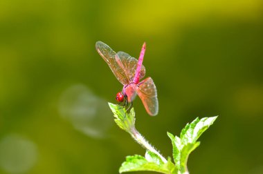 Tayland 'daki Phuket Adası' nda yeşil bir şubede oturan nörofiler sonlandırılıyor.