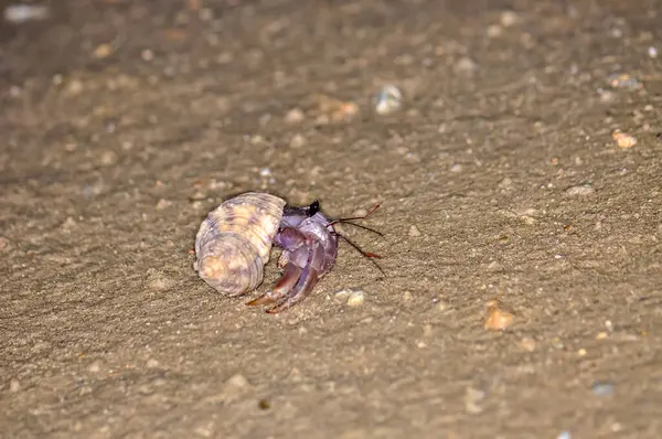 Tayland 'daki Phuket Adası' ndaki okyanus sahilinde güzel kabuklu bir keşiş yengeci yürüyor..