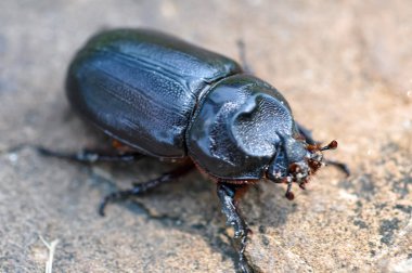 Oryctes gergedanı denen siyah bir böceğin makro fotoğrafı.