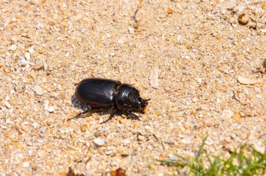 Oryctes gergedanı denen siyah bir böceğin makro fotoğrafı.