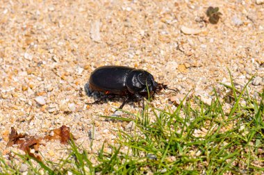 Oryctes gergedanı denen siyah bir böceğin makro fotoğrafı.