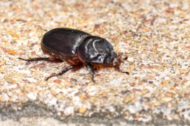 Oryctes gergedanı denen siyah bir böceğin makro fotoğrafı.