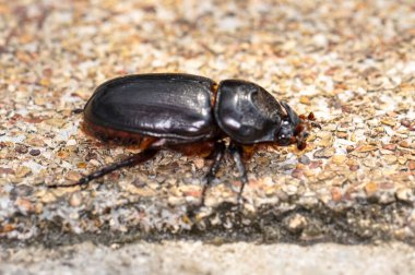 Oryctes gergedanı denen siyah bir böceğin makro fotoğrafı.
