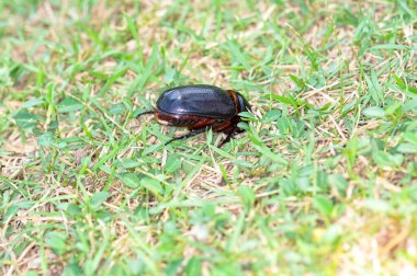 Oryctes gergedanı denen siyah bir böceğin makro fotoğrafı.