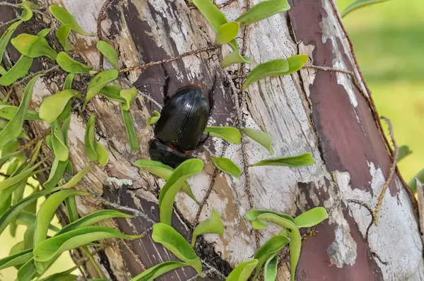 Stock image Macro photo of a black beetle called Oryctes rhinoceros