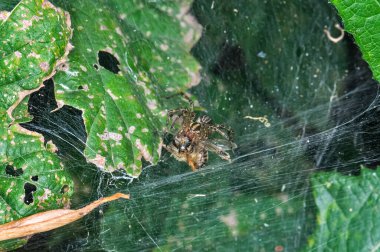 Yaygın çapraz ya da Araneus diadematus örümcek ağına oturur. Bir örümceğin makro fotoğrafı.