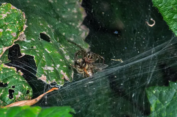 stock image Common crossweed or Araneus diadematus sits on a spider's web. Macro photo of a spider.