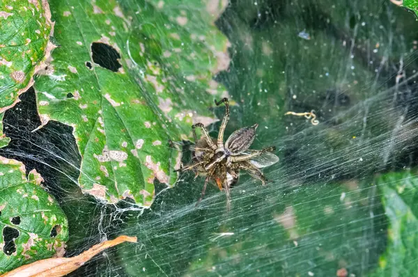 Yaygın çapraz ya da Araneus diadematus örümcek ağına oturur. Bir örümceğin makro fotoğrafı.