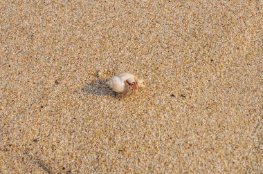 Mısır sahilinde beyaz kabuklu küçük bir keşiş yengeci buluştu.