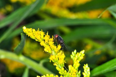 Macro photo of a large black fly with red eyes clipart