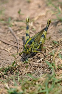 Tayland 'da büyük bir çekirgenin makro fotoğrafı.