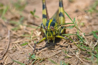 Tayland 'da büyük bir çekirgenin makro fotoğrafı.
