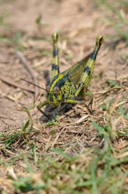 Tayland 'da büyük bir çekirgenin makro fotoğrafı.