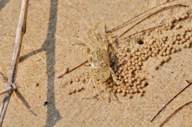 Phuket Adası sahilinde küçük sarı yengeç