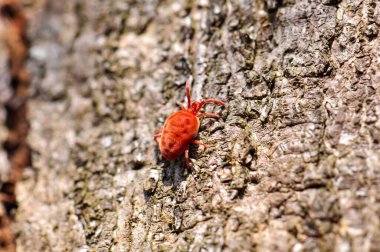 Trombidyum holosericeum ya da ağaçtaki kırmızı böcek. Makro fotoğrafçılık