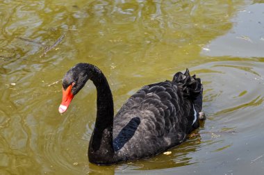 Harkov Parkı 'nın göletinde güzel kuğular.