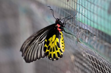 Tayland 'da bir bitkinin üzerinde oturan güzel kelebek